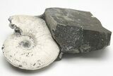 Jurassic Ammonite (Kosmoceras) - England #207762-1